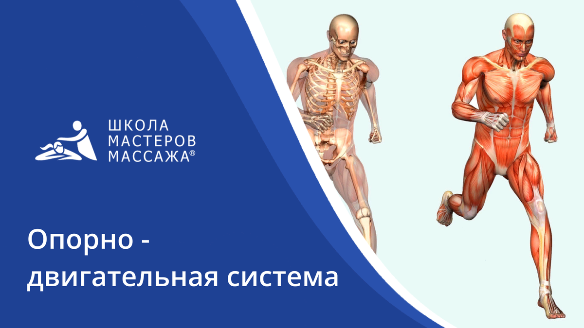 Асимметрия плеч: норма или отклонение? | Школа мастеров массажа | СПБ/МСК |  Дзен