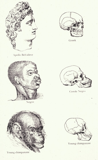 Источник: https://theness.com/index.php/phrenology-history-of-a-pseudoscience /