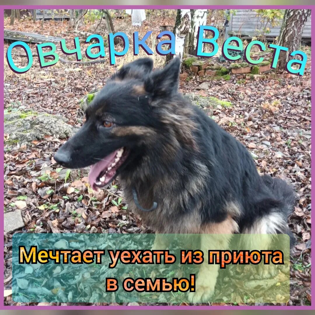 Каждая собака должна жить дома! 