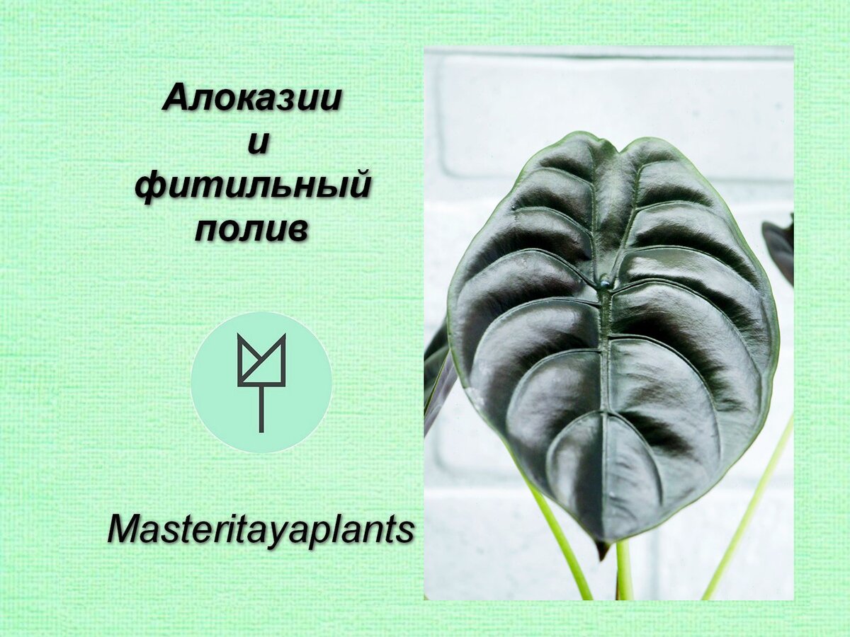 фото и коллекция автора Masteritayaplants