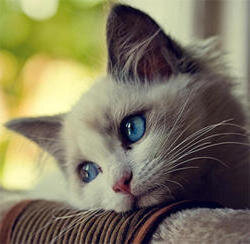 Фото из интернета 