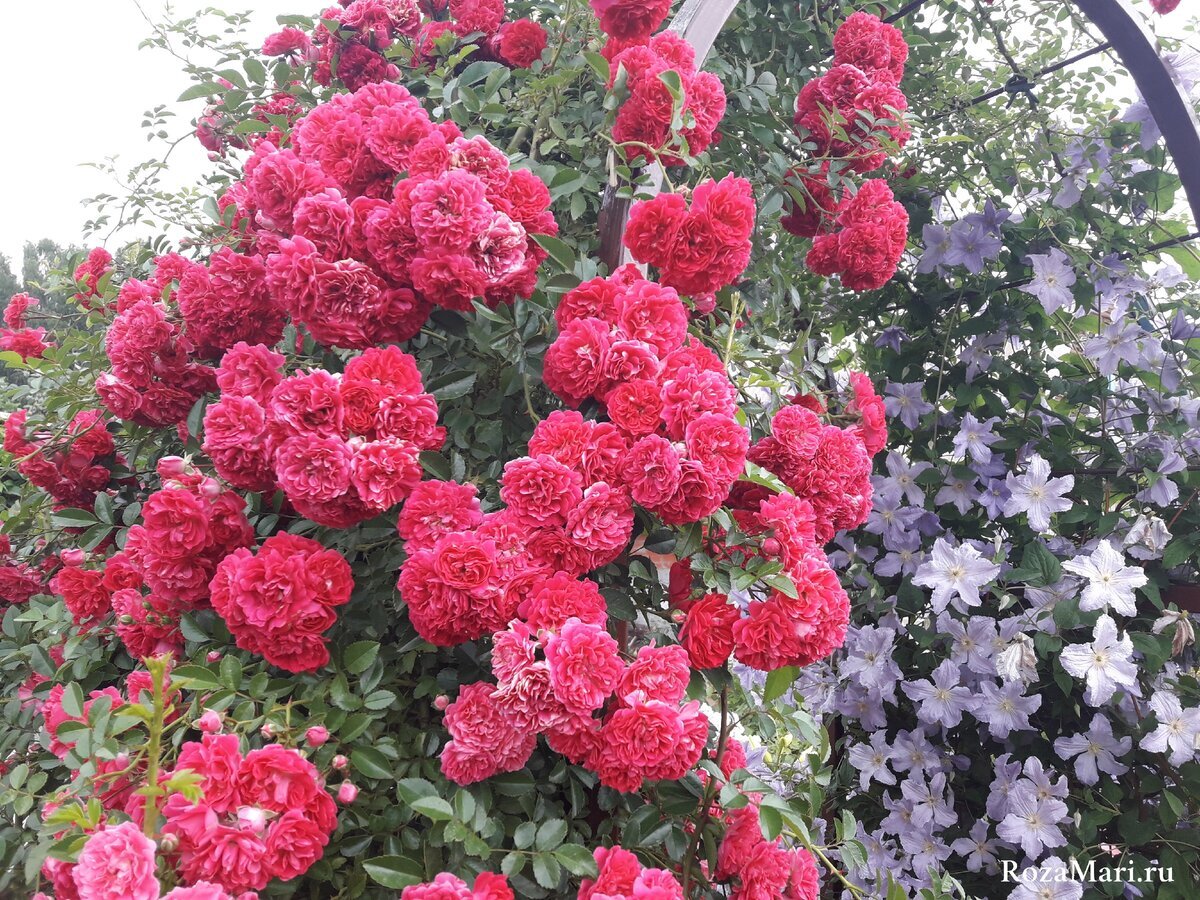 плетистый рамблер Эксцельза/Excelsa кс и клематис Голубой Ангел