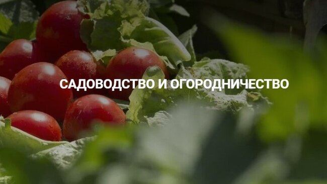 Источник: https://www.zagorod-tv.ru/programs