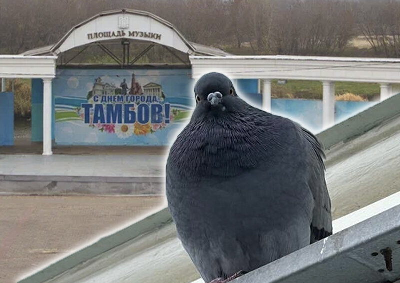    Птиц боятся только в фильмах Хичкока — в Тамбовской области им противостоят