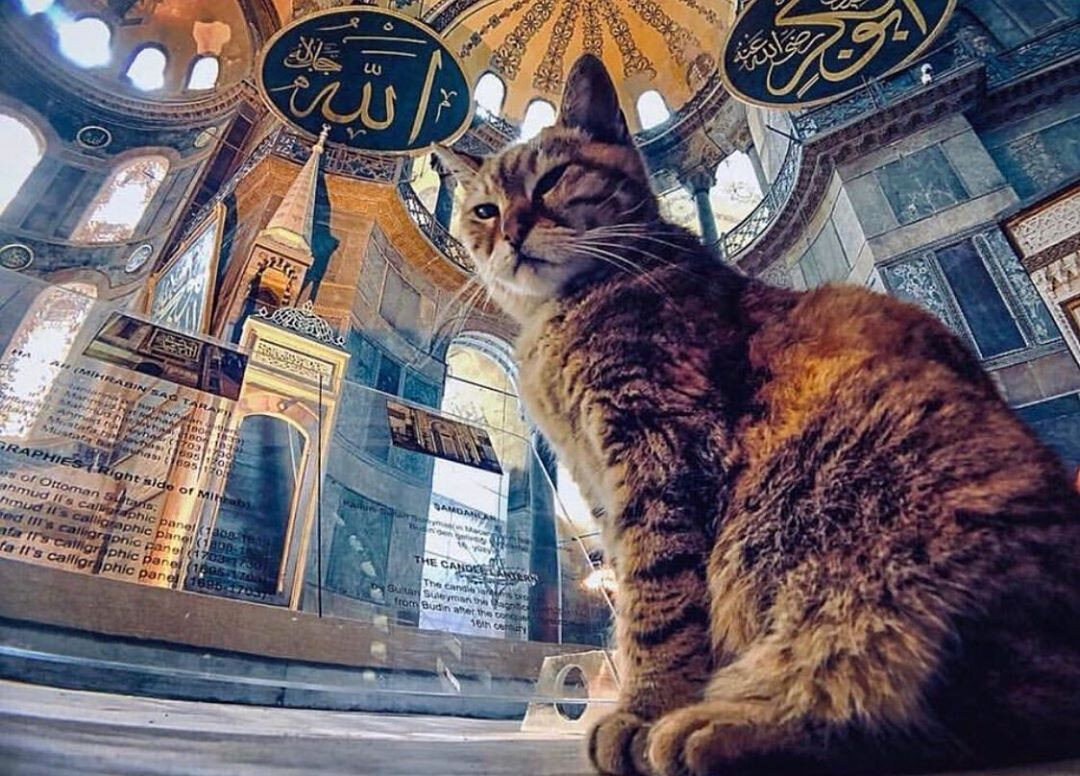 кошки и собаки в исламе