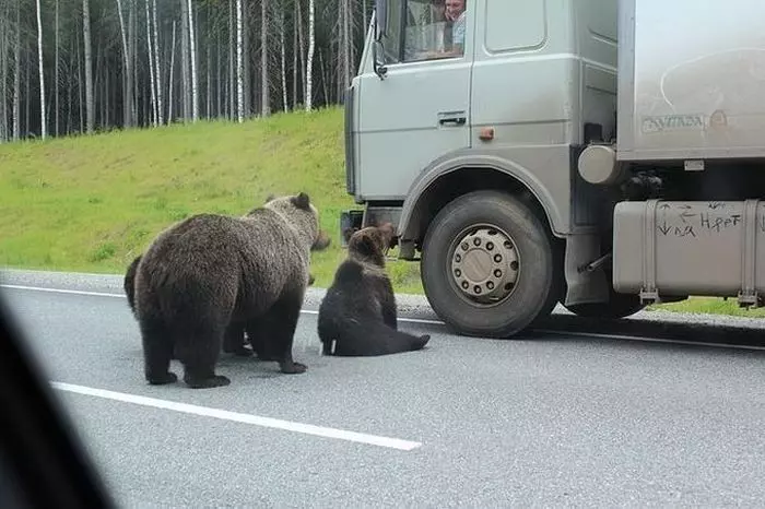 Приколы про дальнобойщиков