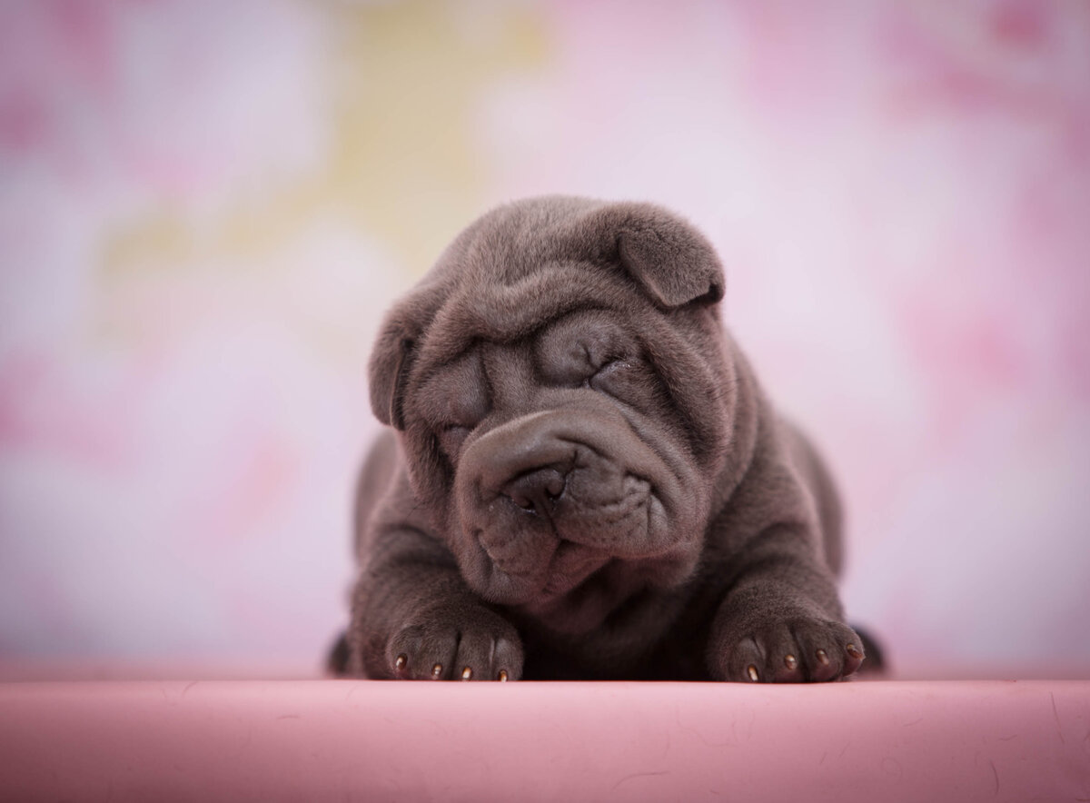 Так выглядит щенок шарпея