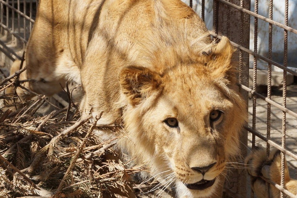     Африканский лев Август отметил год с момента жизни с волонтерами "Велеса". Фото: vk.com/veles_spb