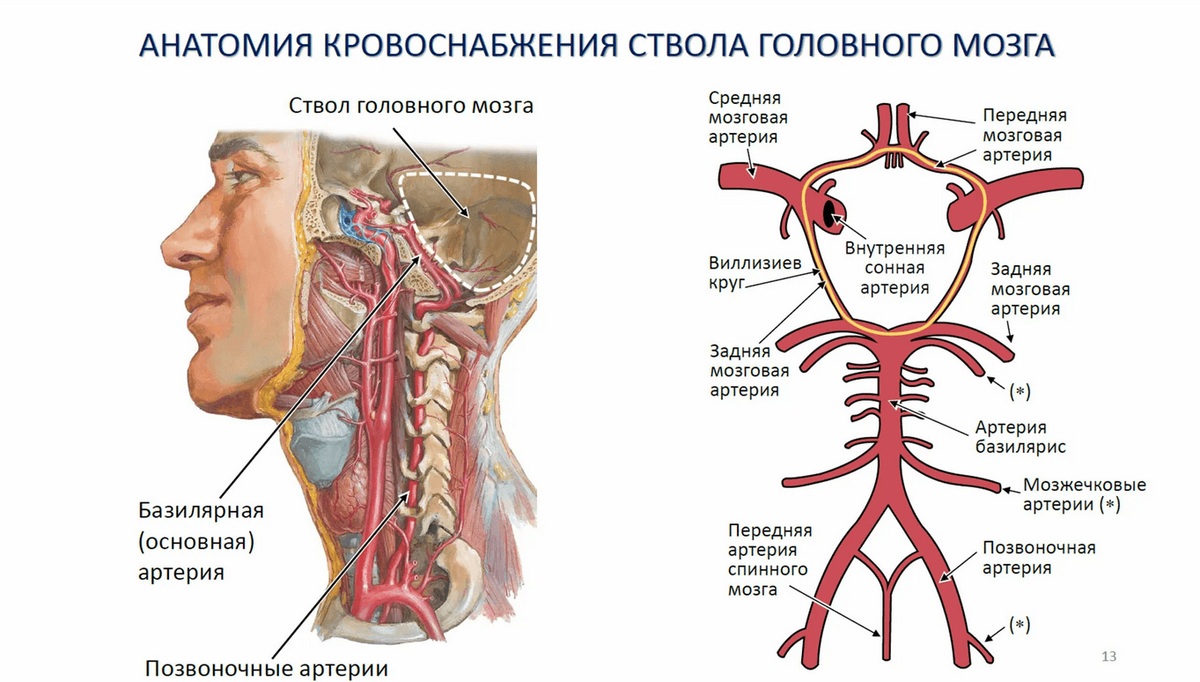 Кровообращение в голове схема