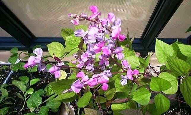 Гиацинтовые бобы или долихос