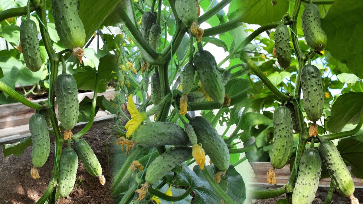 Огурцы - огурчики )