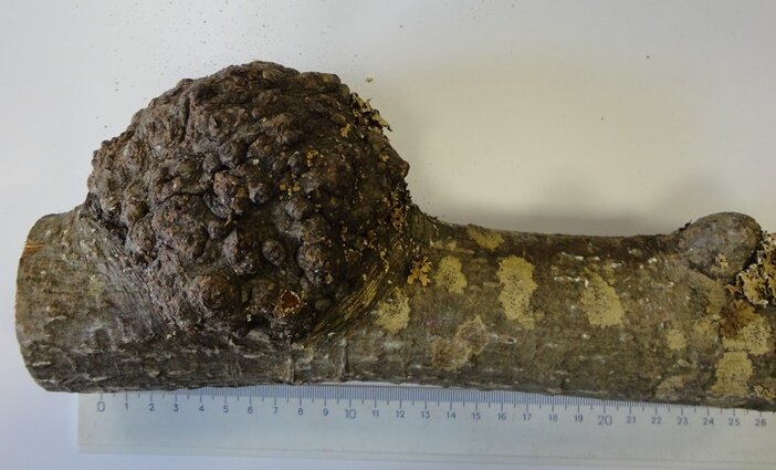 Внешне кап довольно уродлив, а вот внутри...--->листайте!