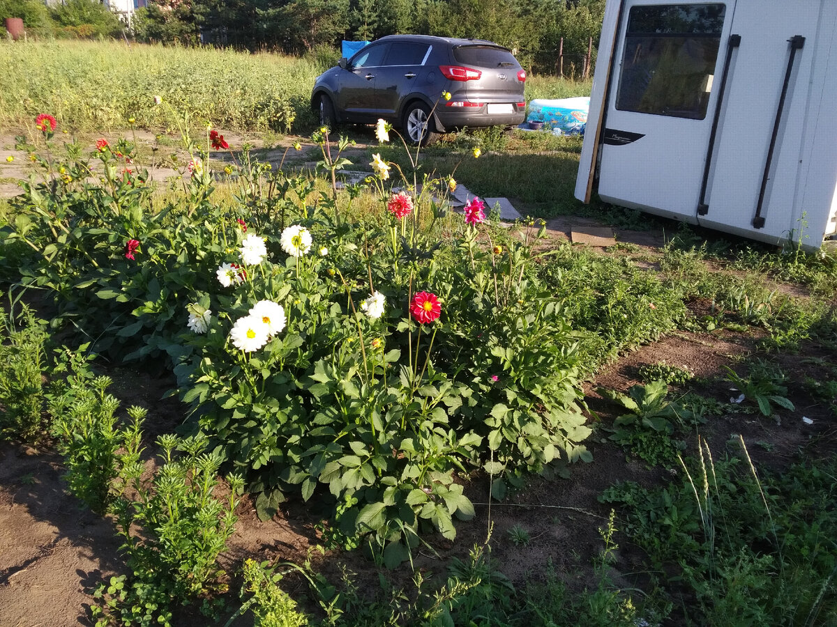 На первом этапе сажали цветы и клубнику