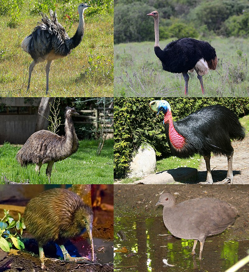 Палеогнаты, или бескиливые