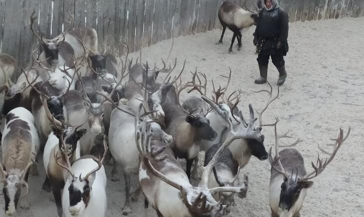    Заготовка оленины стартовала в Коми