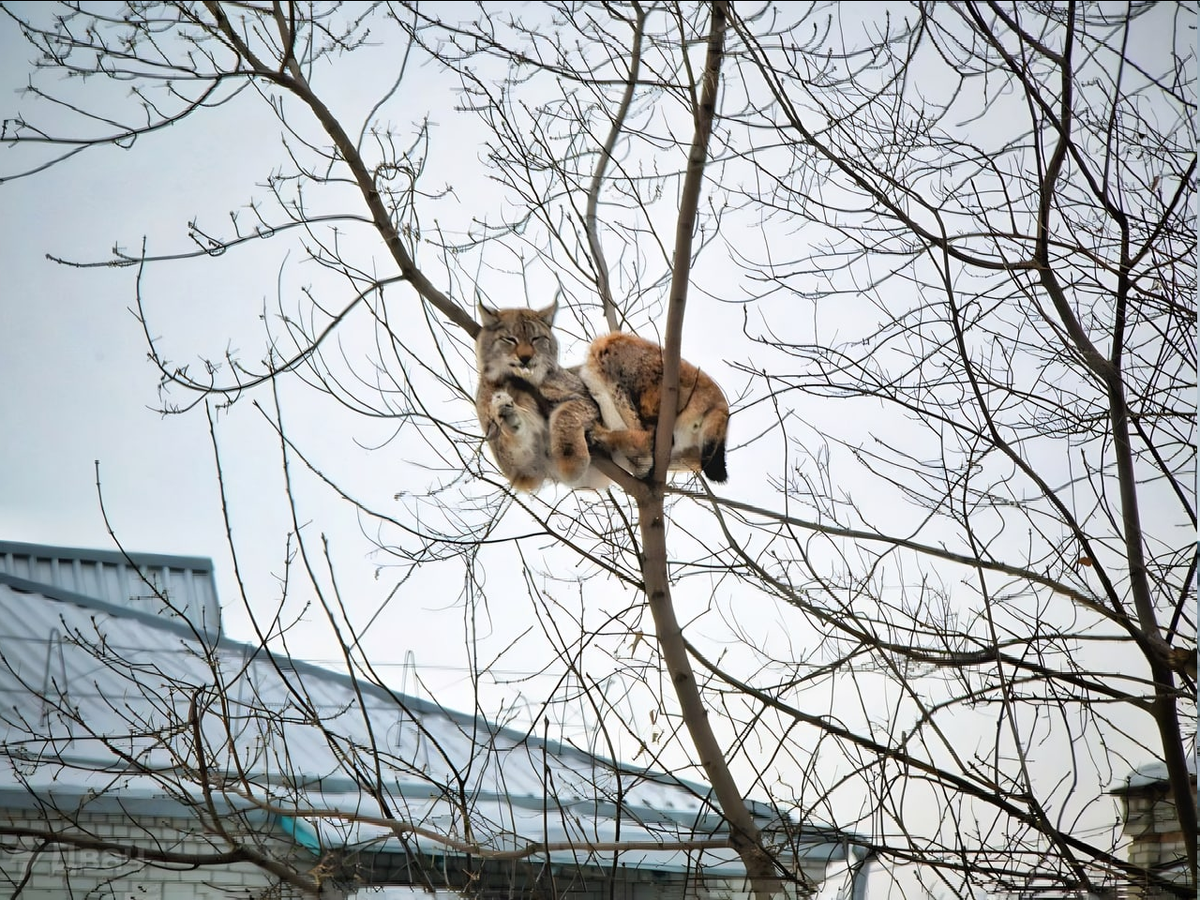 собака загнала рысь на столб