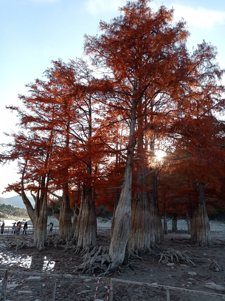 Багряные кипарисы наша цель