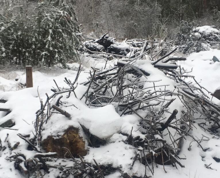    Органы МСУ не обязаны убирать мусор в лесах, делать это должны виновники свалок Мария Материкова