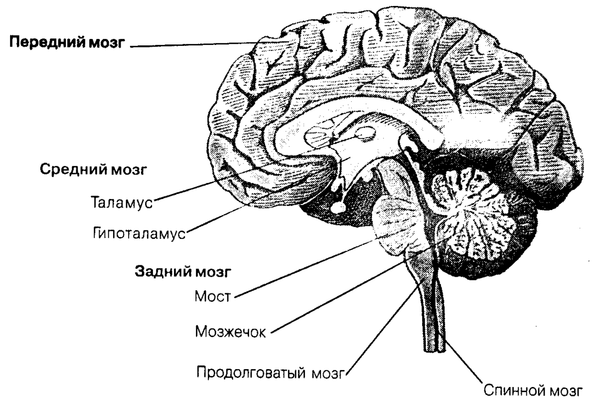 Схема строения отделов головного мозга. ЦНС головной мозг строение. Головной мозг строение анатомия схема. Спинной продолговатый и промежуточный мозг. 5 см мозга