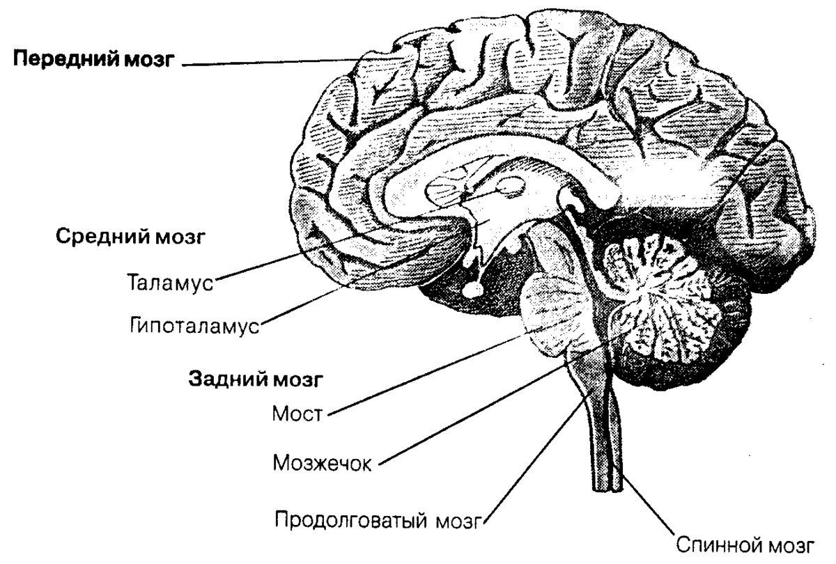 Основной мозг. ЦНС головной мозг анатомия человека. Строение головного мозга. Основные структуры головного мозга.. Основные отделы центральной нервной системы человека схема. Строение ЦНС промежуточный мозг.