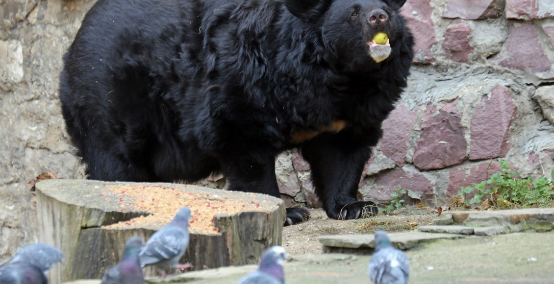    Медведь Алладин/Фото: Пресс-служба Московского зоопарка