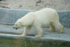    Медведица Томпа/Фото: Пресс-служба Московского зоопарка