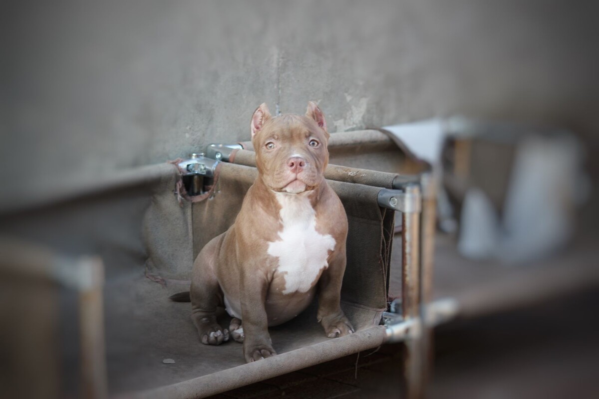 Девочка, возраст 3 месяца ищет родителей.