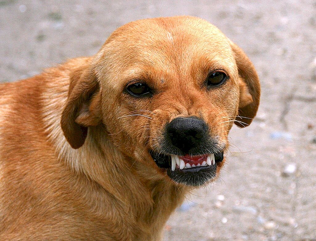 Собака бывает кусачей только от жизни собачьей. | Сайт психологов b17.ru |  Дзен