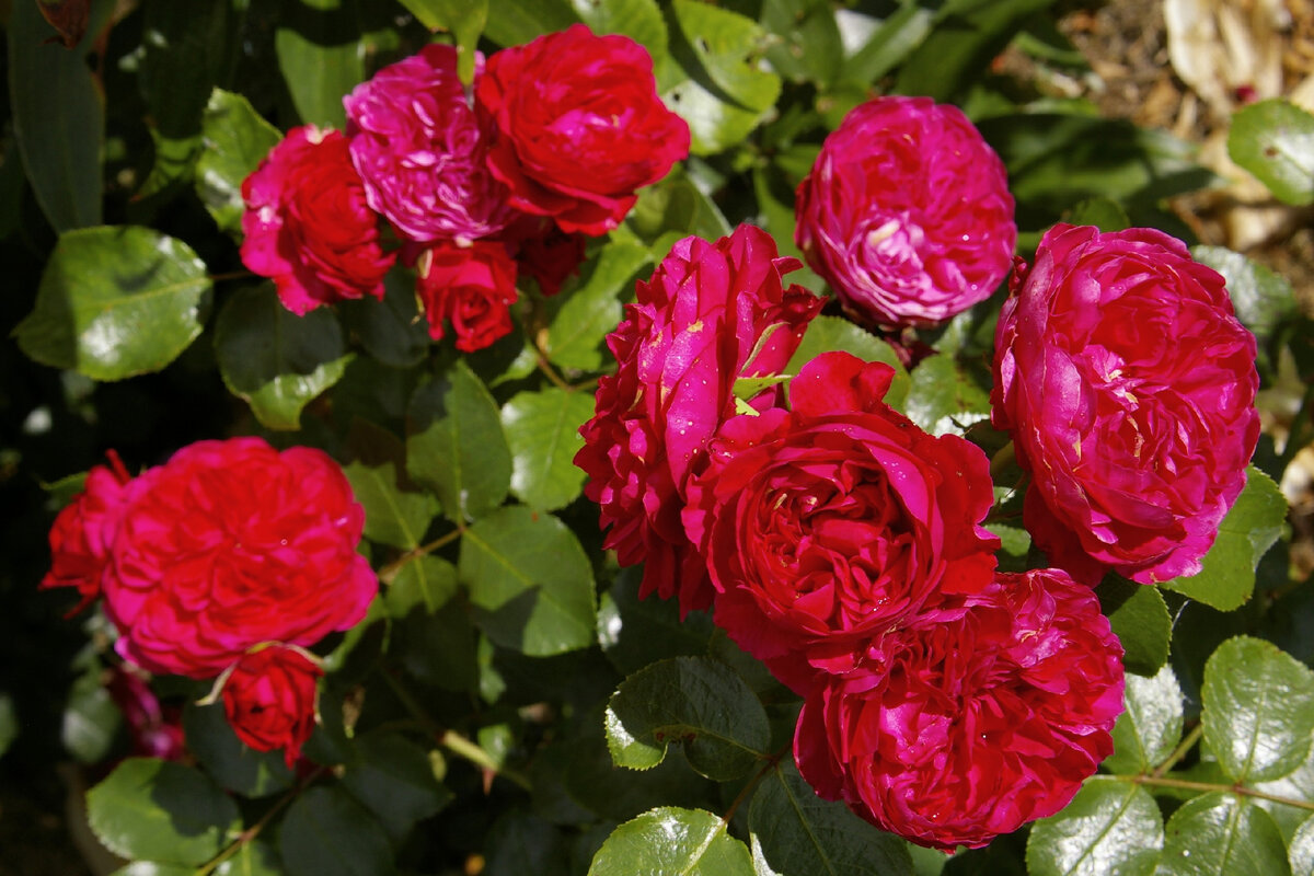 флорибунда Red Leonardo da Vinci ( Ред Леонардо да Винчи) фото из свободного доступа