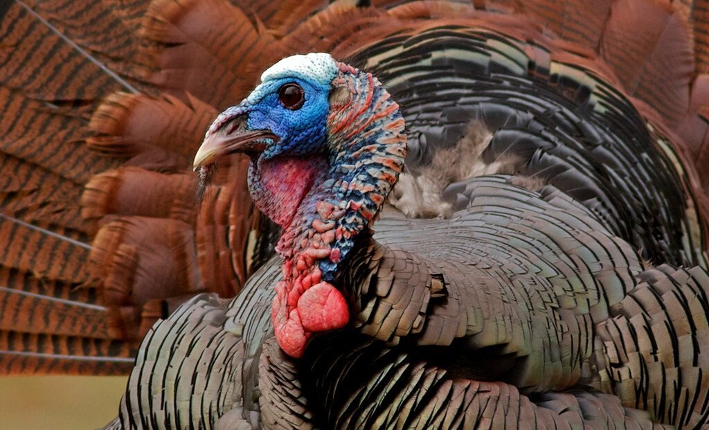 Фото из интернета