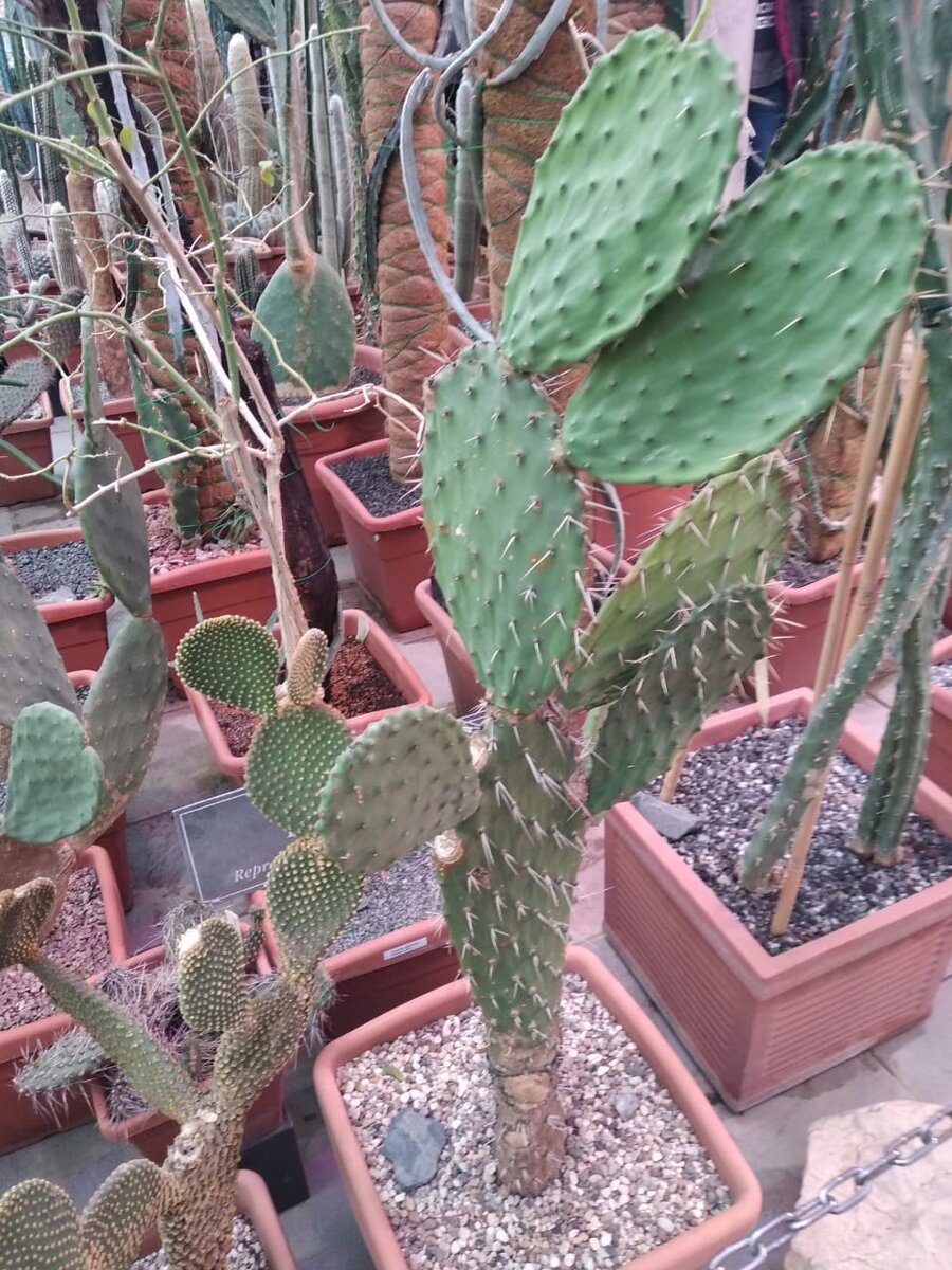 Вот такие кактусы. Я для себя окрестила их "чебурашками".