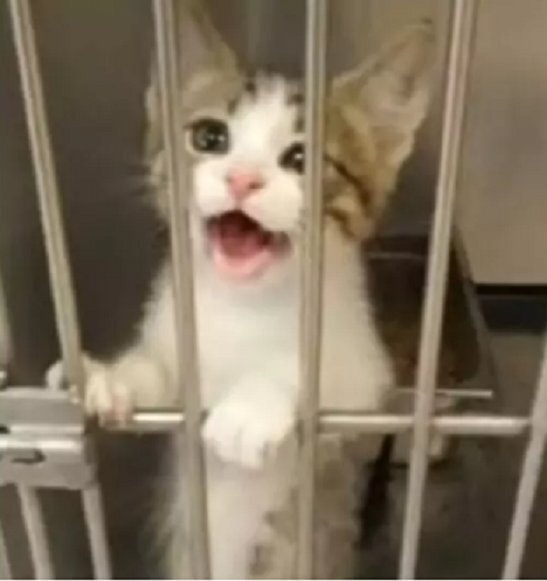 Источник фото : https://www.universoanimali.it/donna-vuole-adottare-un-cane-ma-non-riesce-a-resistere-al-gattino-che-fa-di-tutto-per-conquistarla/