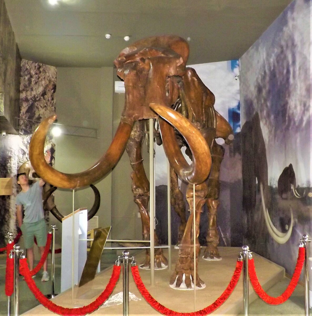 Скелет трогонтериева слона (Mammuthus trogontherii). 