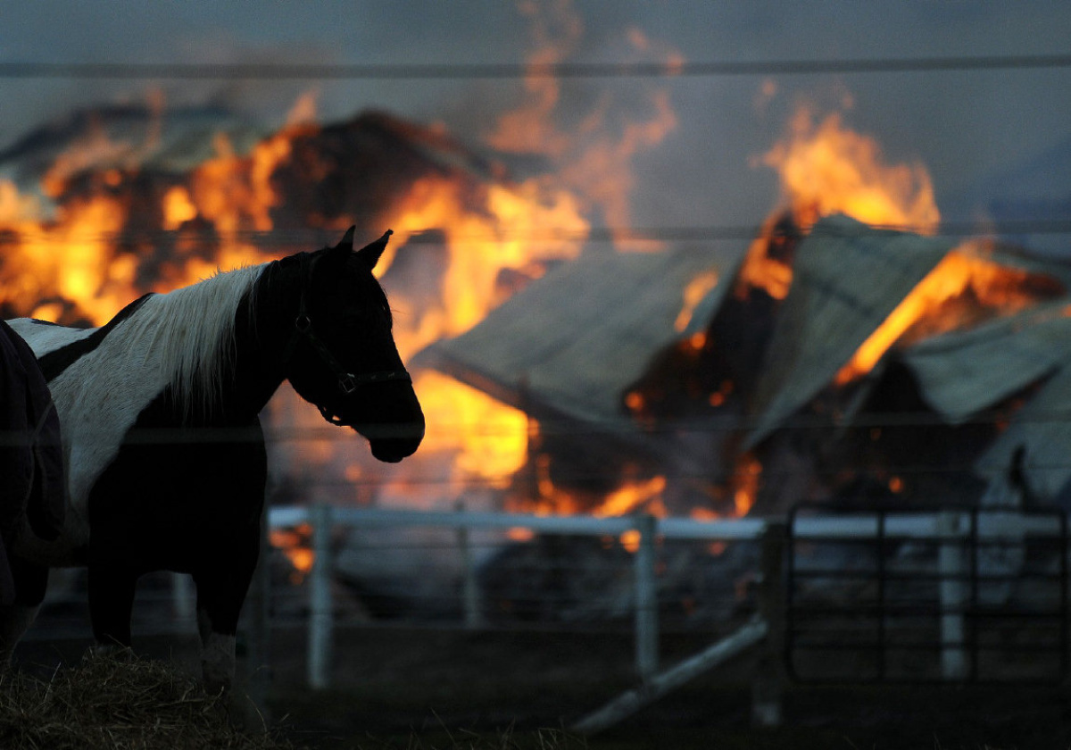 Как спасти лошадь из пожара? | Psyhorse | Дзен