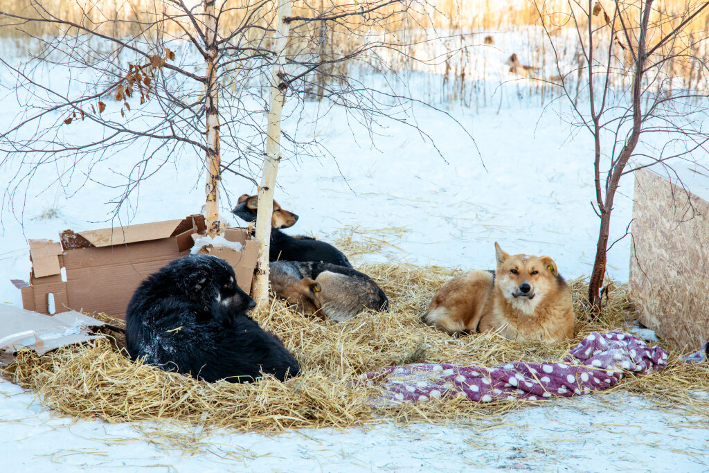    ﻿В Сургуте отмечен рост популяции бездомных животных
