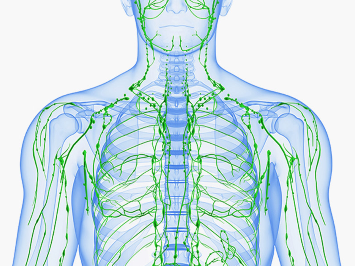 Лимфа система. Лимфа анатомия. Лимфа и лимфатическая система. Лимфатическая нервная система.