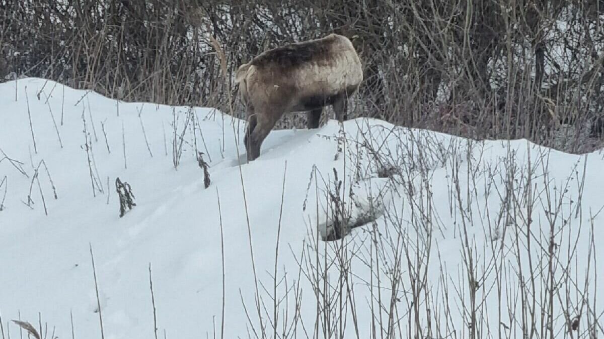     Около областной столицы 22 декабря на обочине нашли растерянного маленького олененка. По данным паблика «ЧП Тюмень ЧС», животное бегало 9 км Велижанского тракта. В комментариях к записи сообщают, что он принадлежит эко-ферма «Лесная Братва».
