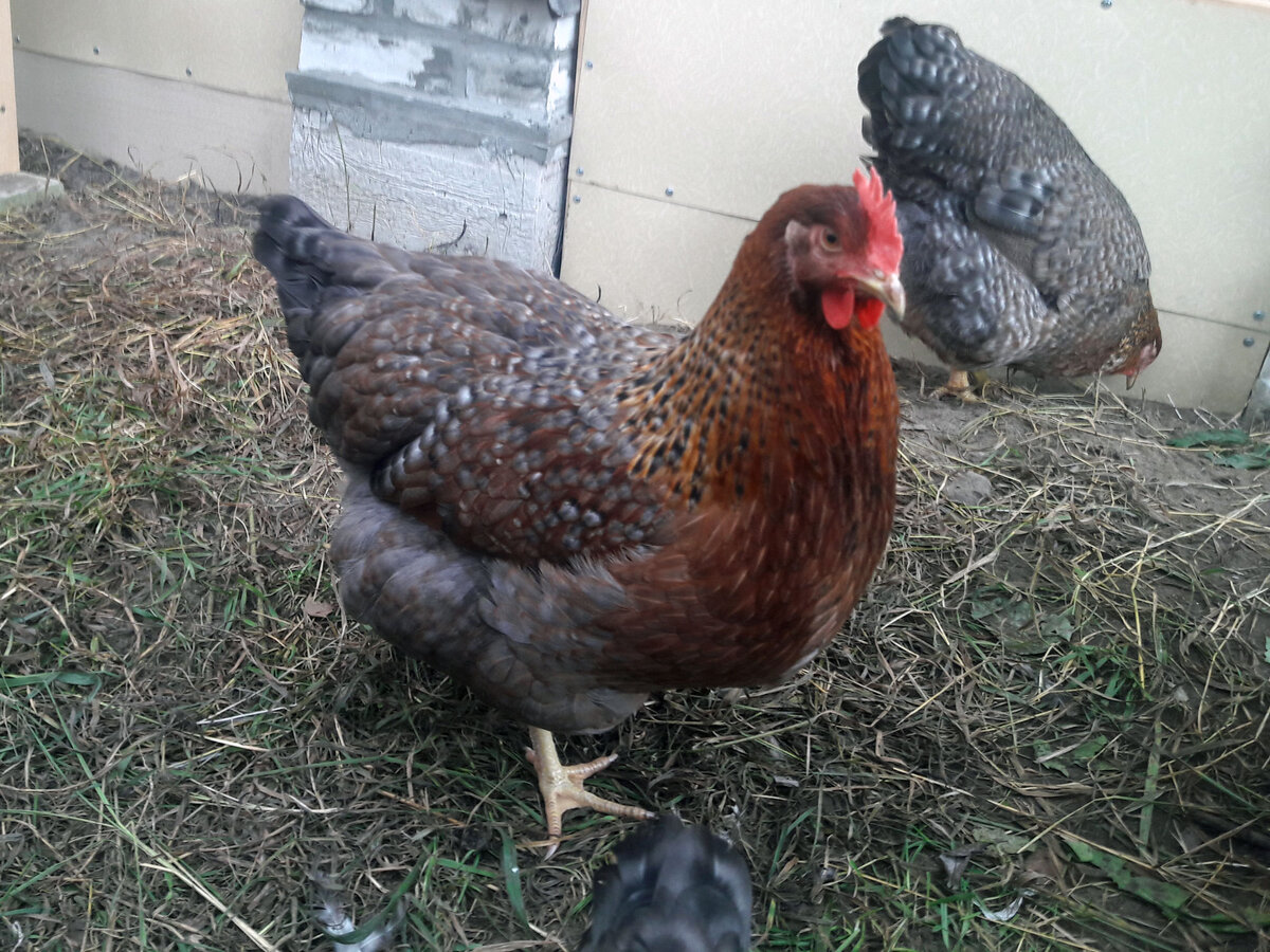 Нет, эта курица не зажирела. Это у нее конституция такая)))