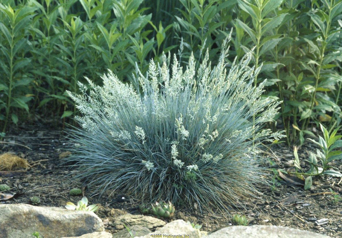 Овсяница блю. Овсяница сизая "Festuca". Овсяница сизая голубая. Овсяница сизая 'Elijah Blue'. Овсяница сизая Фредди.