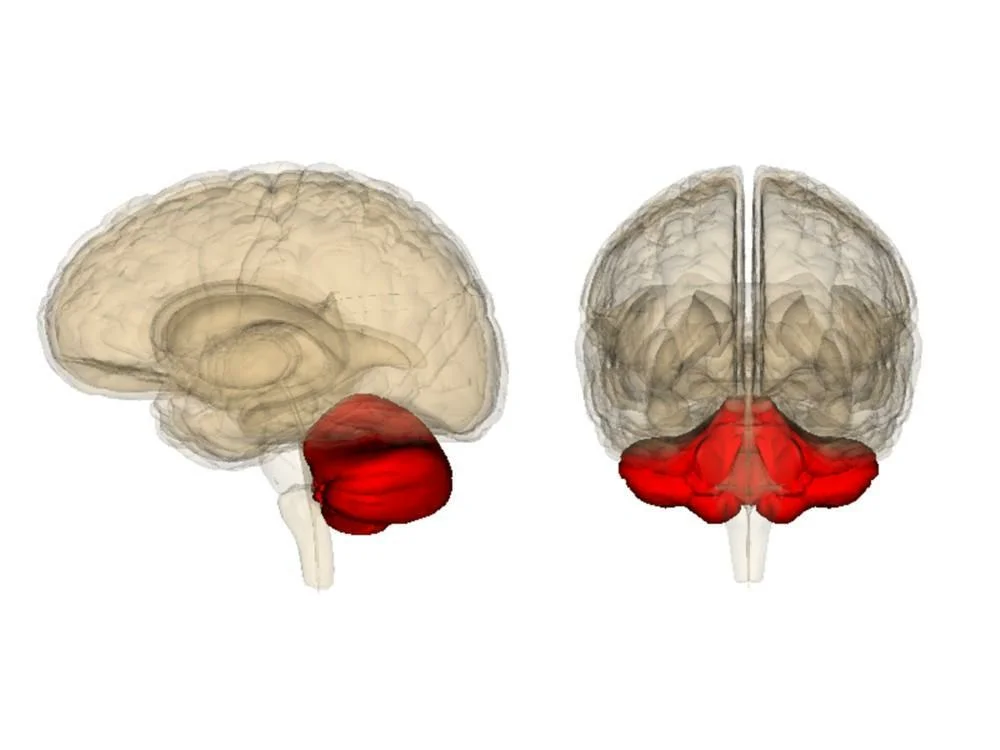 Центр координации движений находится в каком мозге. Мозжечок (cerebellum). Мозжечок анатомия расположение. Анатомия мозолистого тела головного мозга. Мозжечковая дизартрия локализация.
