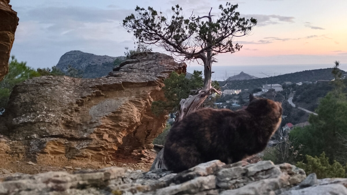 Самая Преданная Кошка . Моя кошка пошла со мной в Горы далеко от дома Где  вы такое видели??? | КРЫМ НА ЛАДОНИ Виталий Гнатюк | Дзен