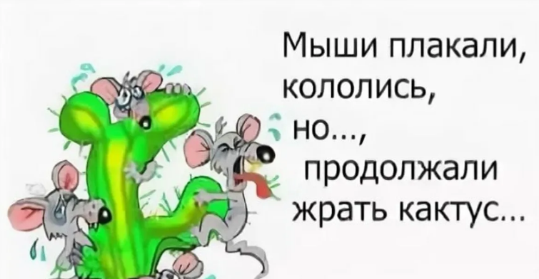 Мыши грызут кактус Яндекс картинки