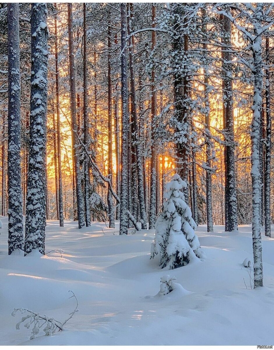 Яндекс.Картинки