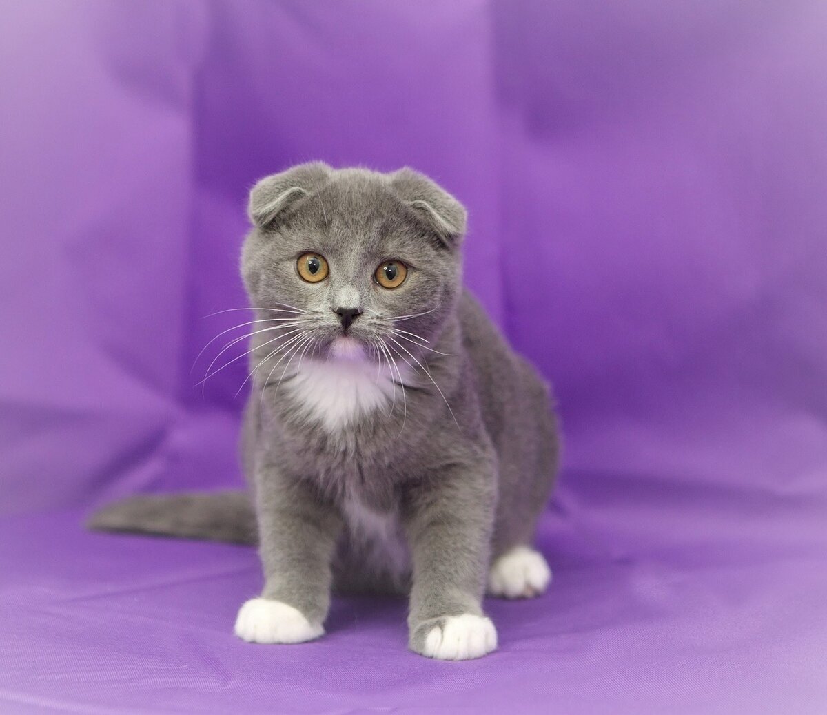 Гав, 3 месяца