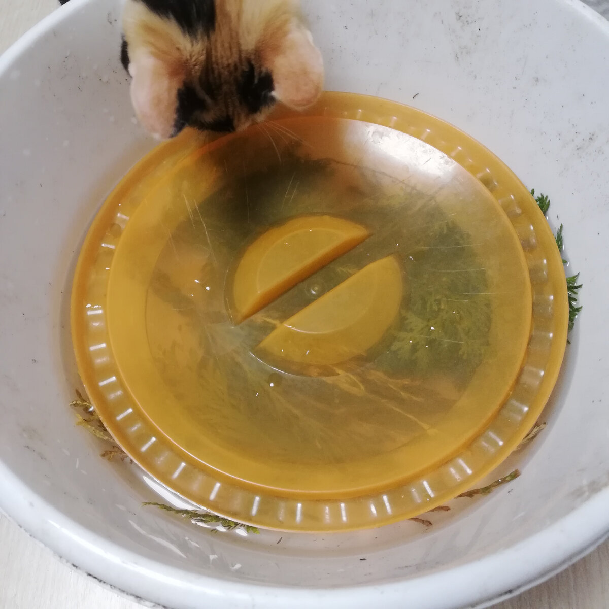 Замоченные черенки придавлены крышкой (кошка просто проконтролировала)