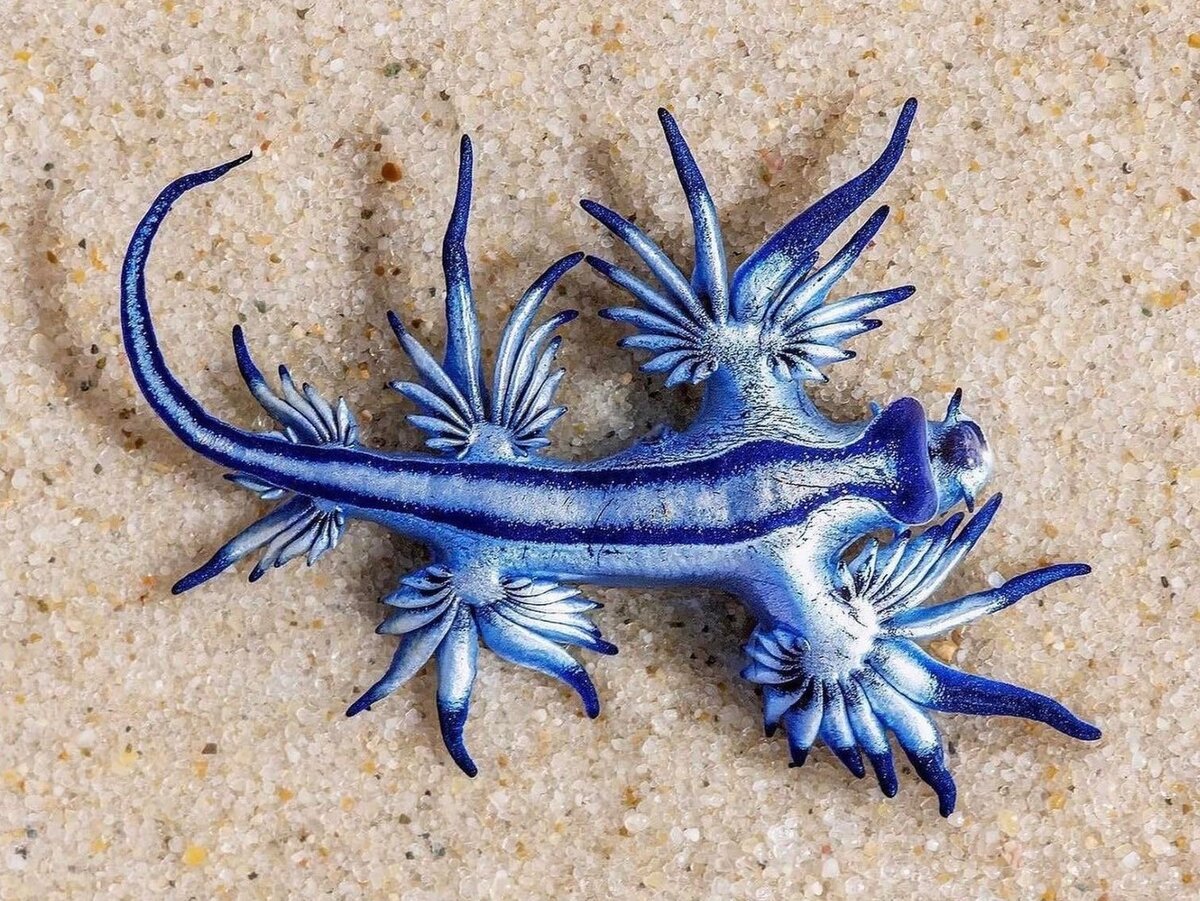 Glaucus Atlanticus. Его называют голубым ангелом или голубым драконом. Фото с сайта https://beedle.club/