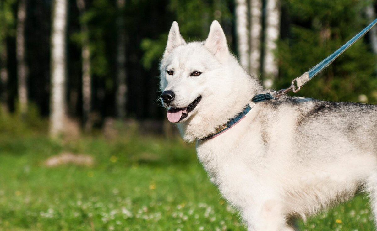 Dogs us. Обои на рабочий стол in Dog we Trust.