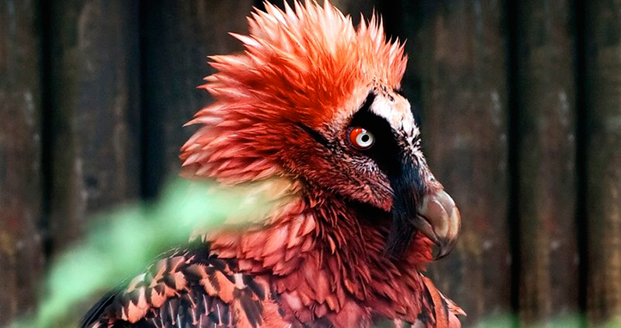 Птица из ада. 