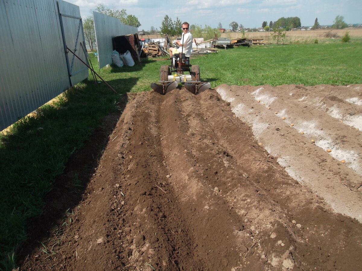 селекция картофеля сорта. урожай картошки с одной сотки. сотка картошки. огромный урожай картофеля. 2 сотки картошки.