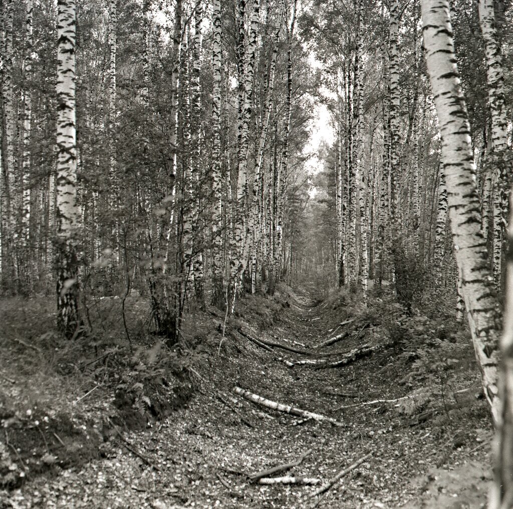 мещерская сторона картинки. константин паустовский мещерская сторона. мещерская сторона константин паустовский книга. мещерская сторона. паустовский мещерская сторона.